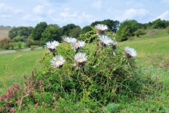 Silberdistel