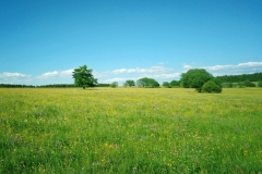 Wiese bei Kaltenwestheim